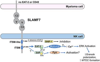 Mechanisms of NK Cell Activation and Clinical Activity of the Therapeutic SLAMF7 Antibody, Elotuzumab in Multiple Myeloma